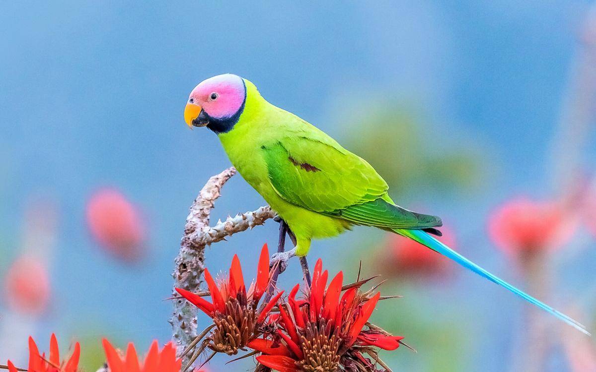 Ilustrasi burung blossom-headed parakeet