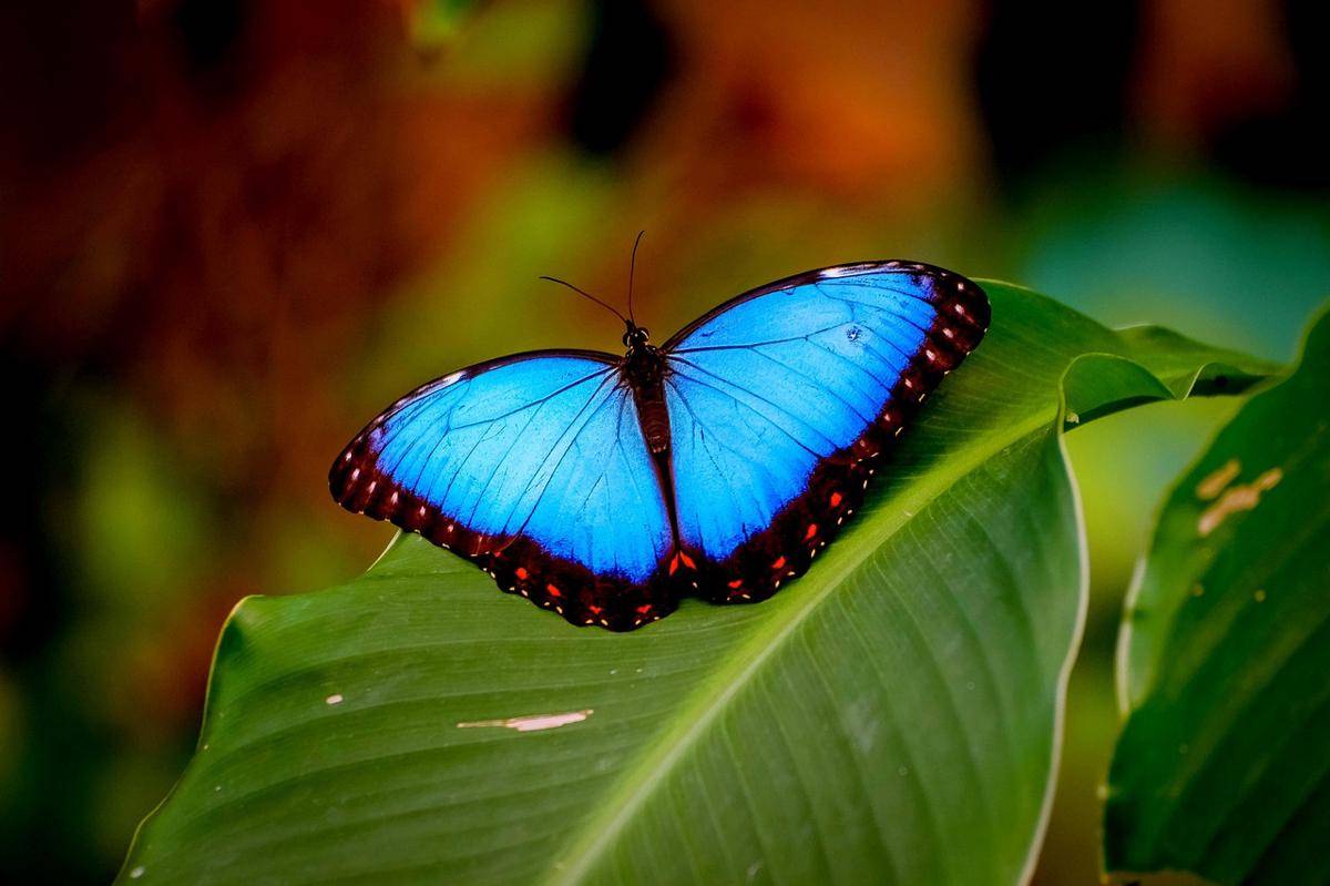 Kupu-Kupu Morfo Biru