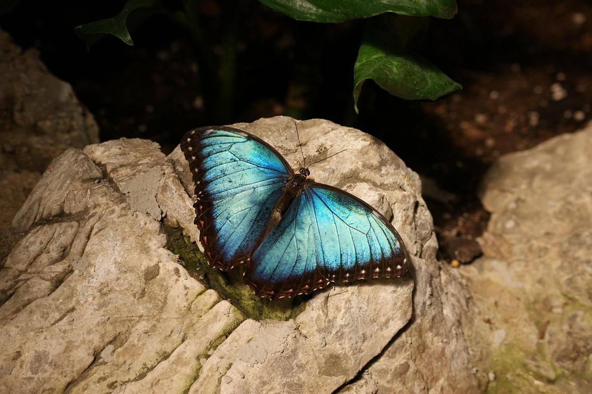 Kupu-Kupu Morfo Biru
