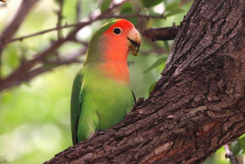 Ilustrasi rosy-faced lovebird yang jadi simbol cinta eksotis