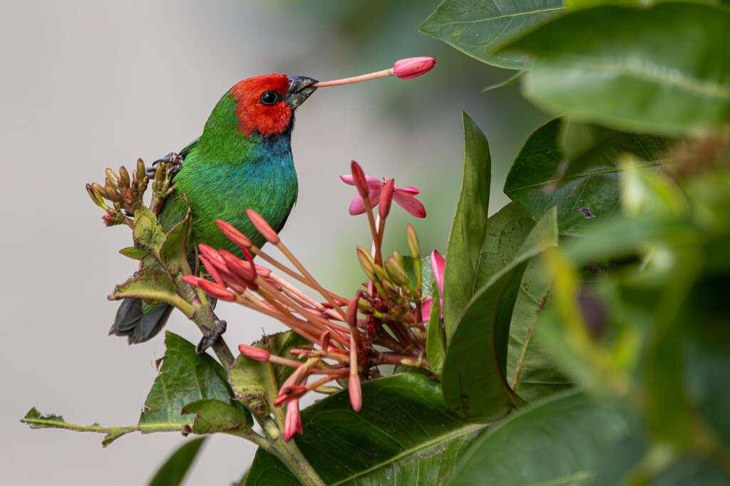 Ilustrasi burung parrotfinch dari Kepulauan Fiji