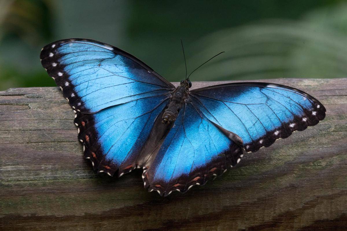 Kupu-Kupu Morfo Biru