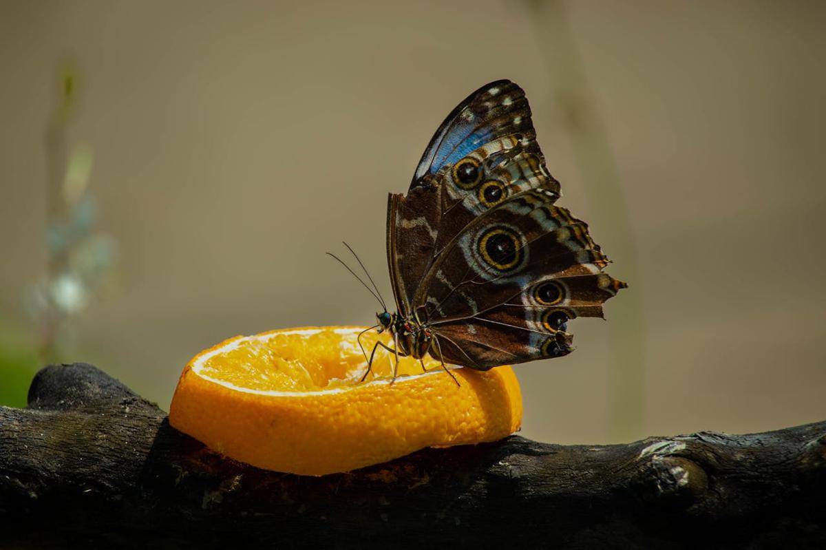 Kupu-Kupu Morfo Biru