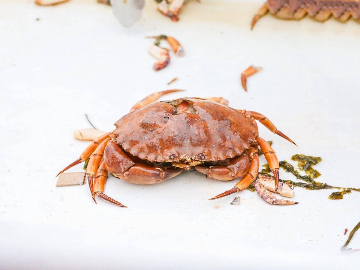 ilustrasi kepiting