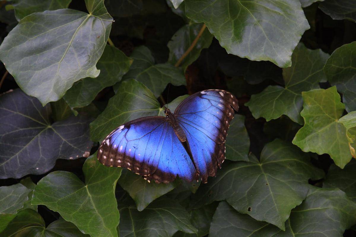 Kupu-Kupu Morfo Biru
