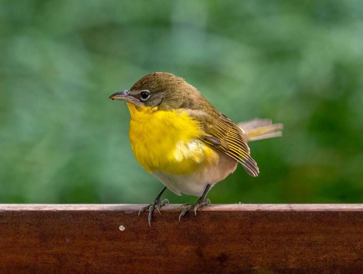 Yellow-breasted_chat_(06422).jpg