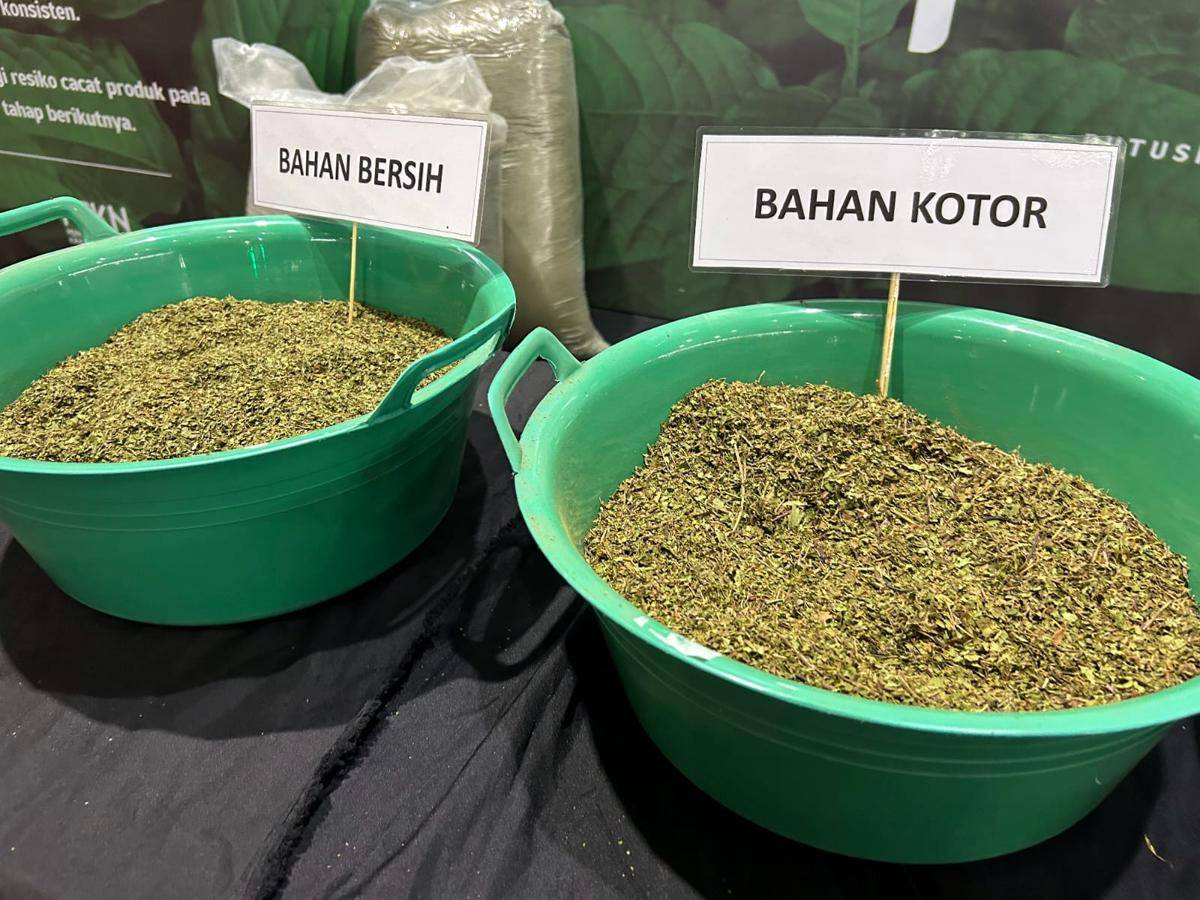 Kratom atau daun puri.