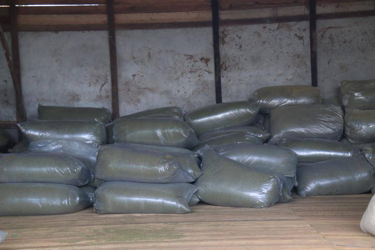 Kratom yang sudah diolah.