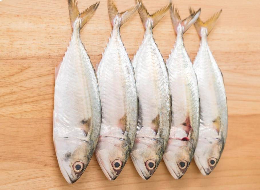 ilustrasi ikan bandeng