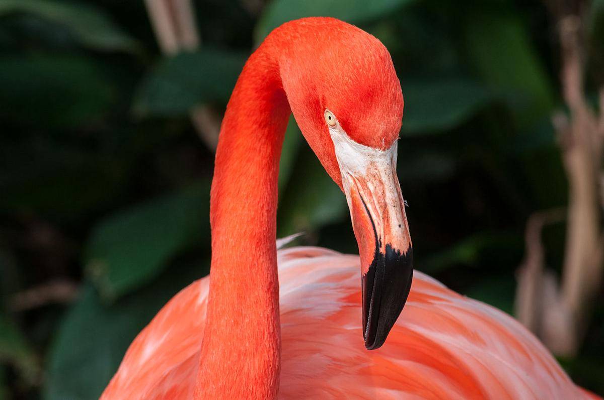 flamingo amerika