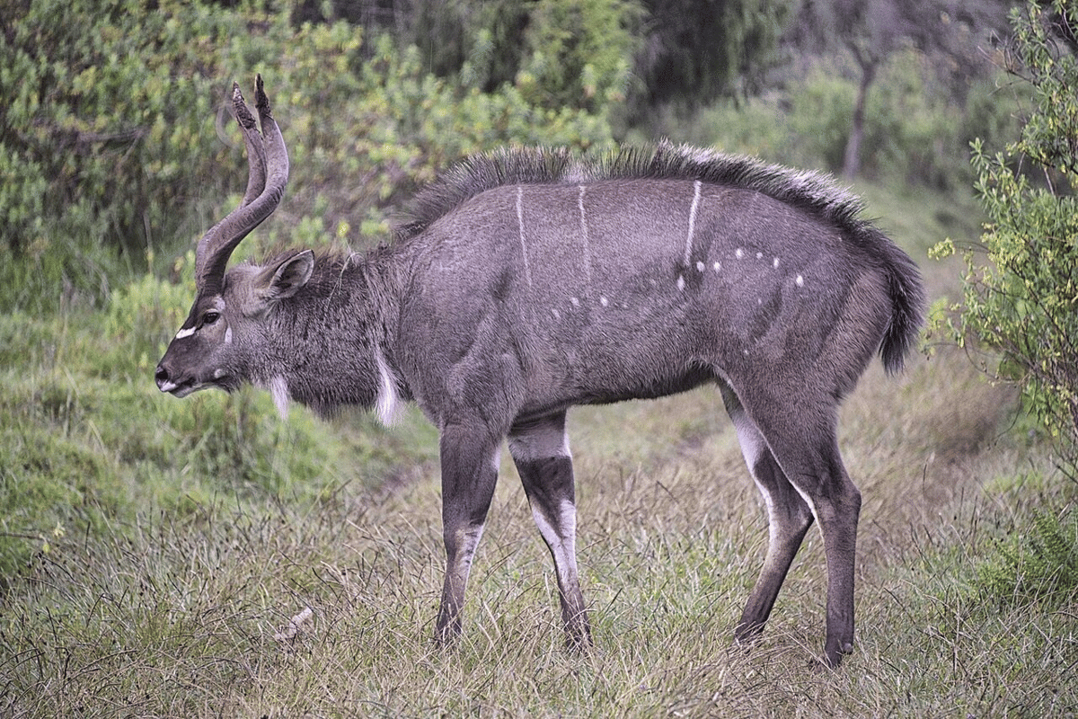 Nyala Gunung