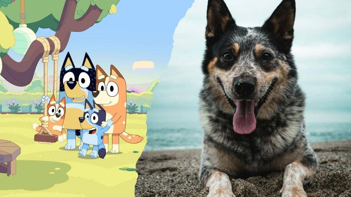 ilustrasi Bluey dan anjing berjenis Heeler