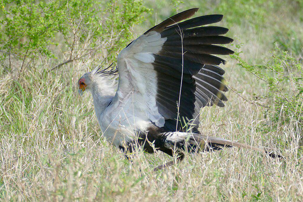 Secretary bird (commons.wikimedia.org/Bernard DUPONT)
