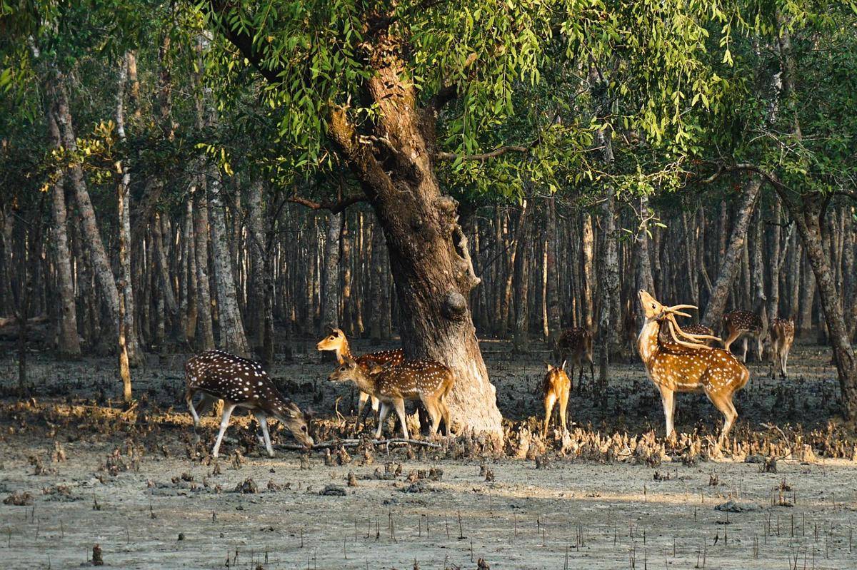 Potret rusa di Sundarbans (pixabay.com/Mobilephotography_Tareq)  