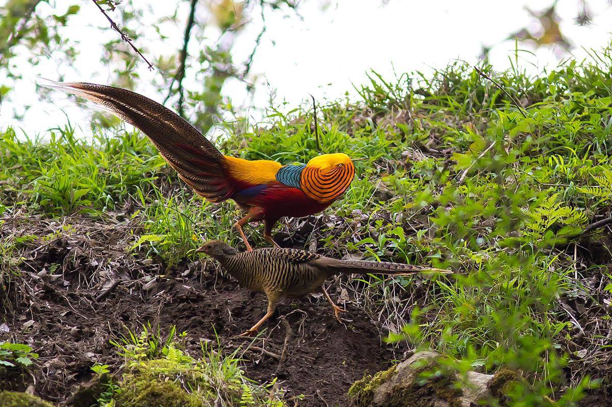 Golden Pheasant