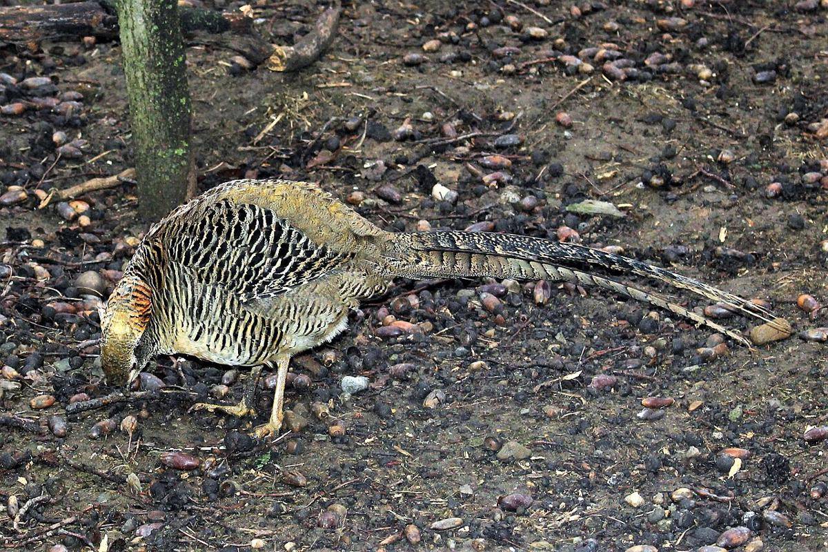 Golden Pheasant