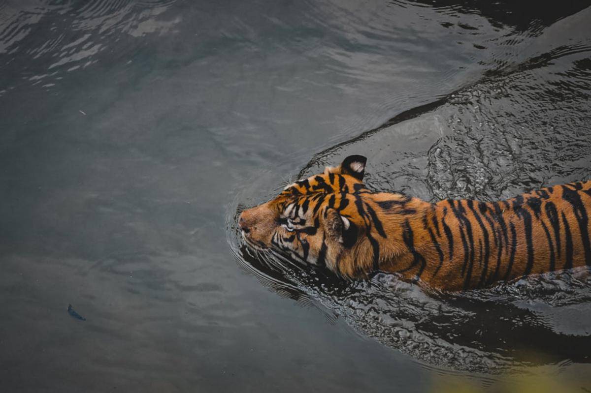 Potret harimau Bengal (pexels.com/Anhar Buyung)  