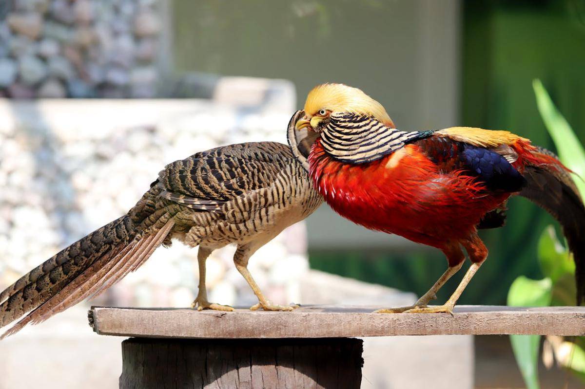 Golden Pheasant