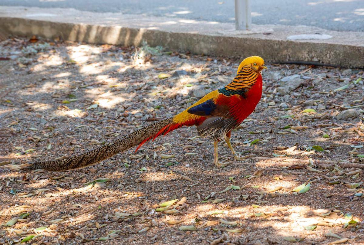 Golden Pheasant