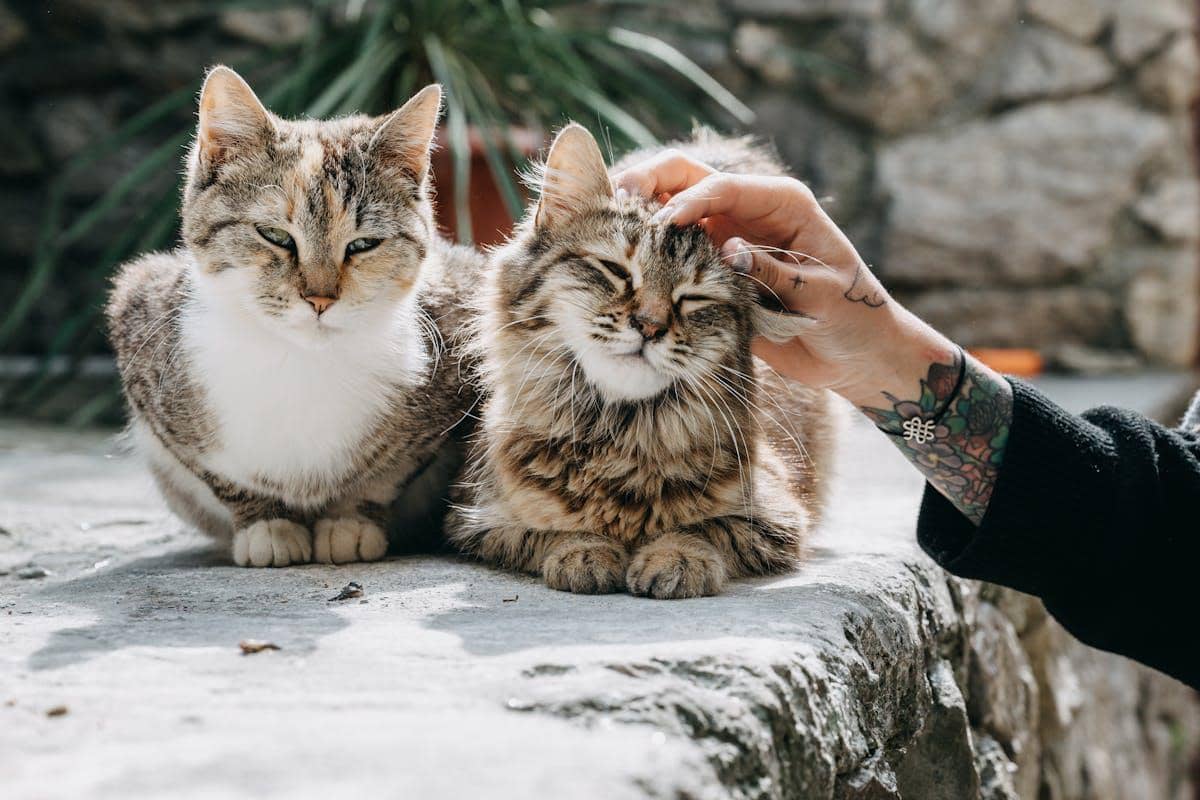 ilustrasi breeding kucing