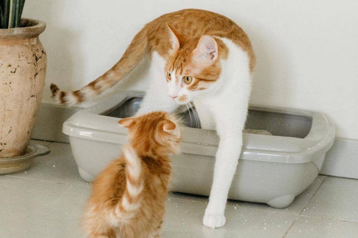 ilustrasi cara memilih pasir kucing yang tepat (pexels.com/Nadiye Odabaşı)