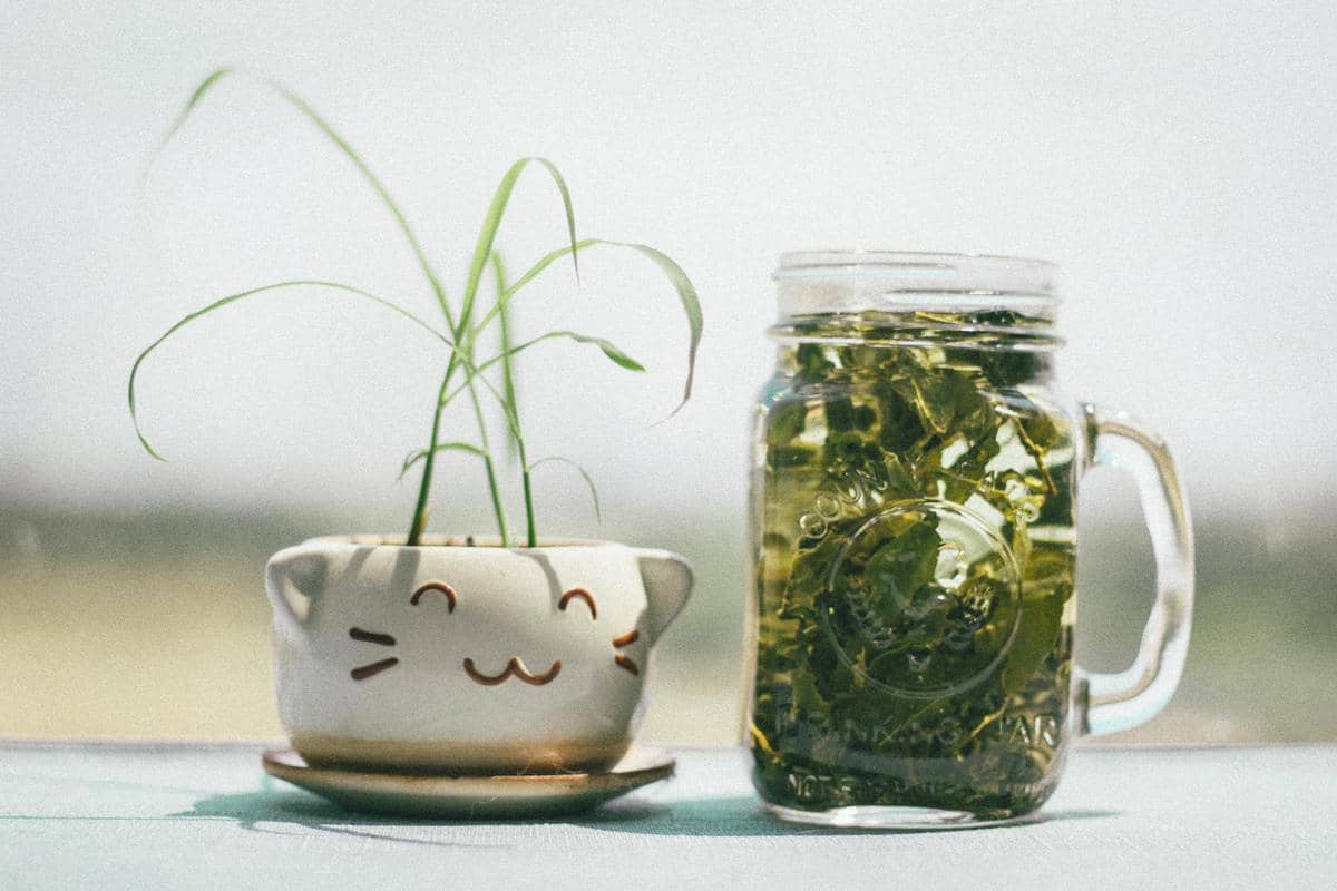 5 Minuman Herbal Penambah Imun yang Ampuh Tangkal Cuaca Panas Ekstrem