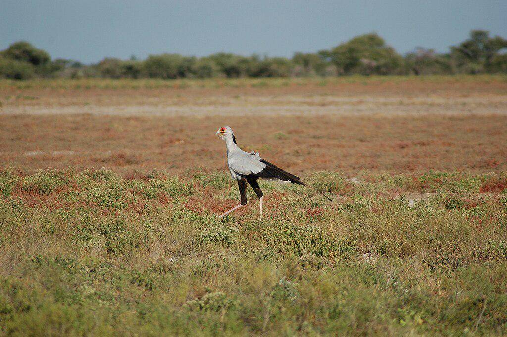 Secretary bird (commons.wikimedia.org/Joachim Huber)
