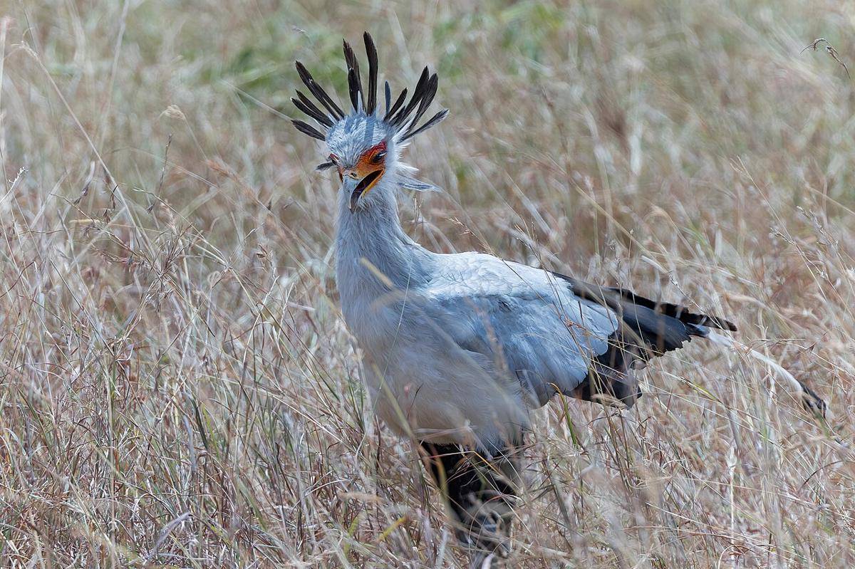 Secretary bird (commons.wikimedia.org/Gary T. Leavens)