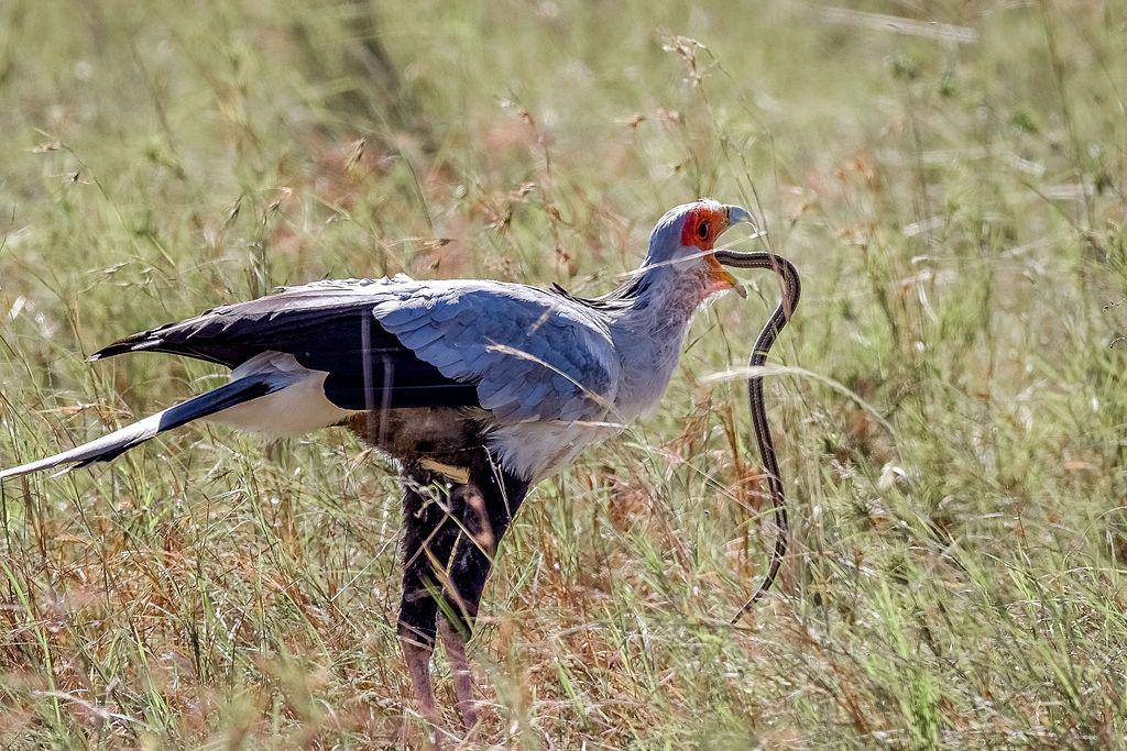 Secretary bird (commons.wikimedia.org/Grahampurse)