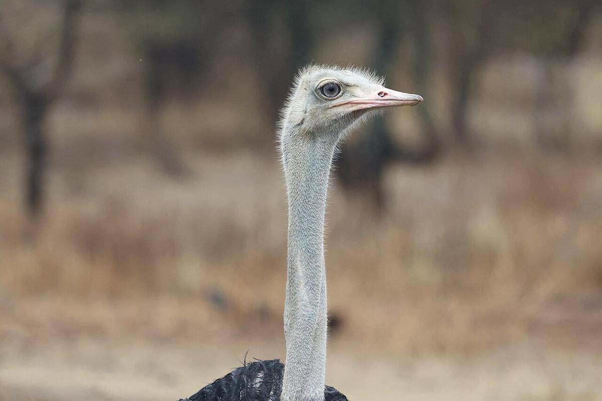 burung unta somalia 