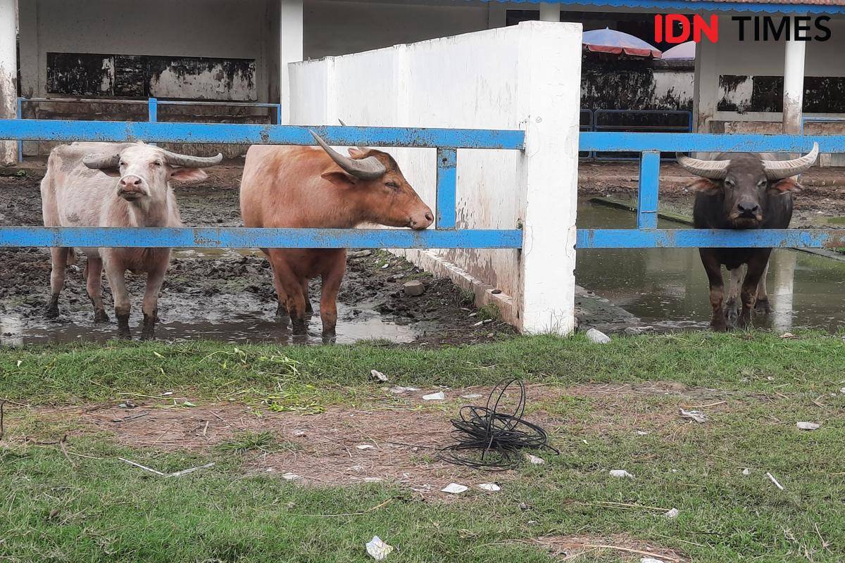 kerbau bule di Alun-alun Kidul Surakarta