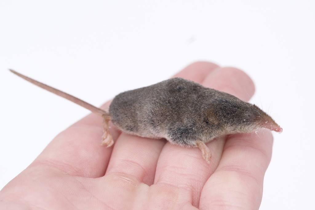 Celurut Bertopeng