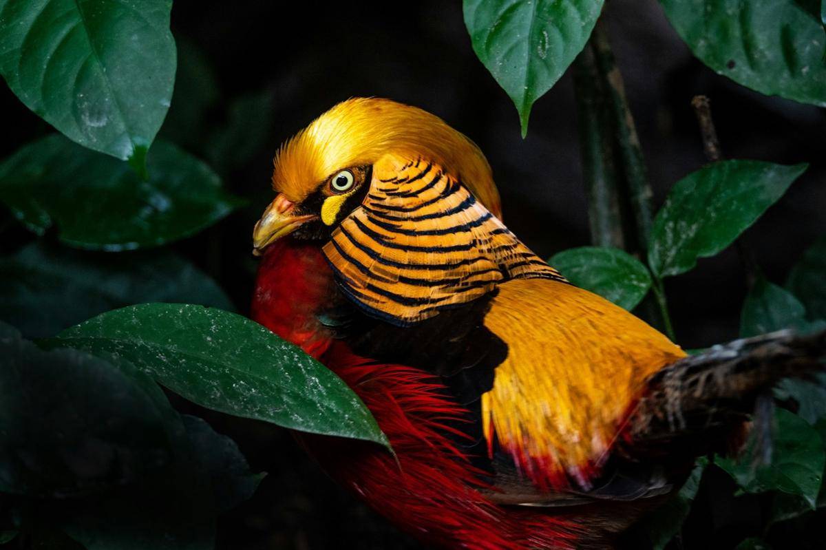 Golden Pheasant