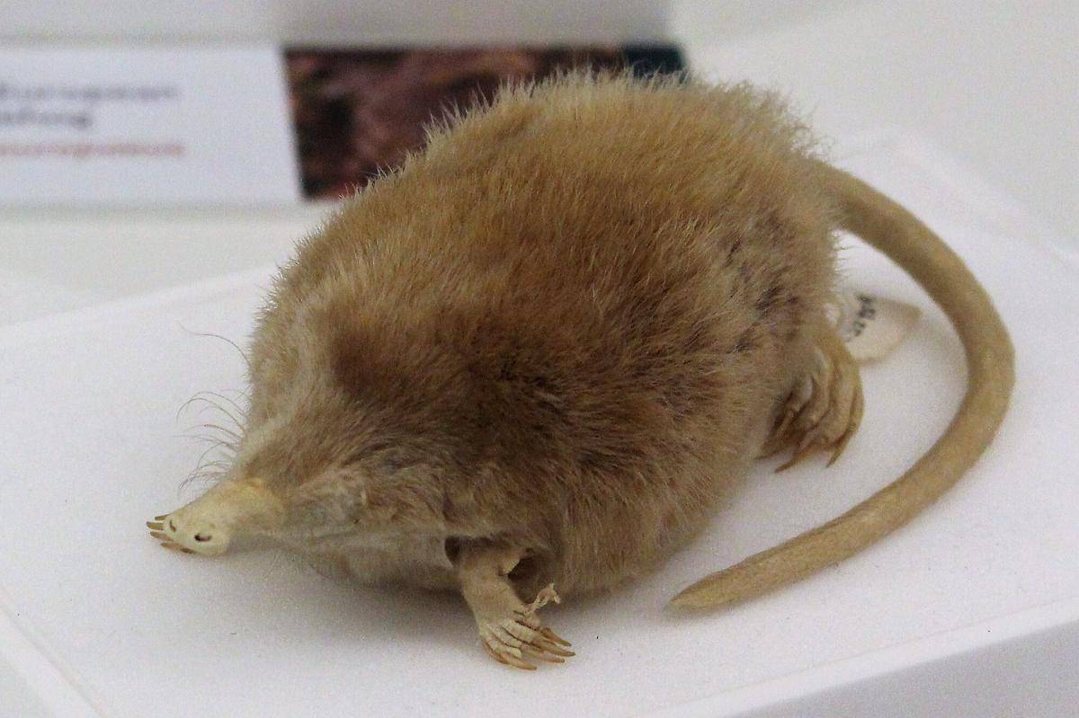 Pyrenean Desman