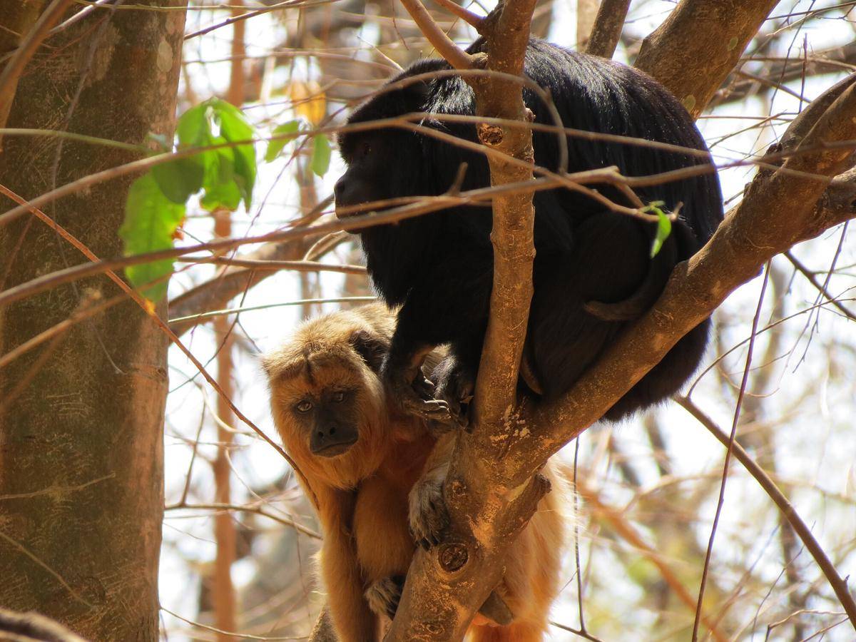 Black and gold howler monkey (commons.wikimedia.org/Miguelrangeljr)