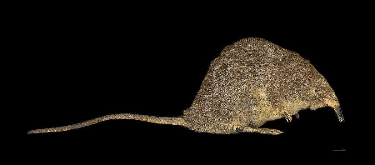 Pyrenean Desman