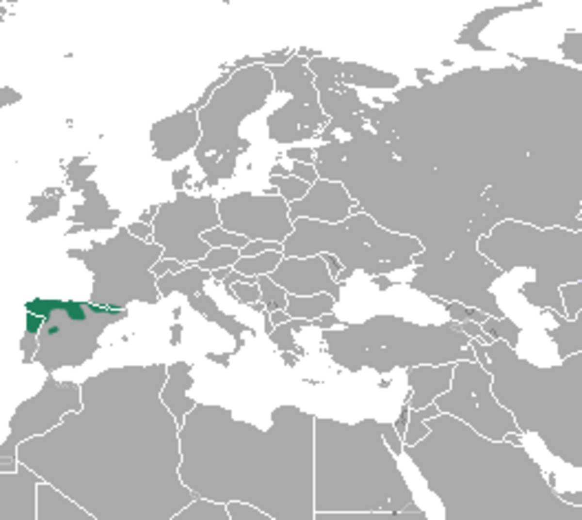 Pyrenean Desman