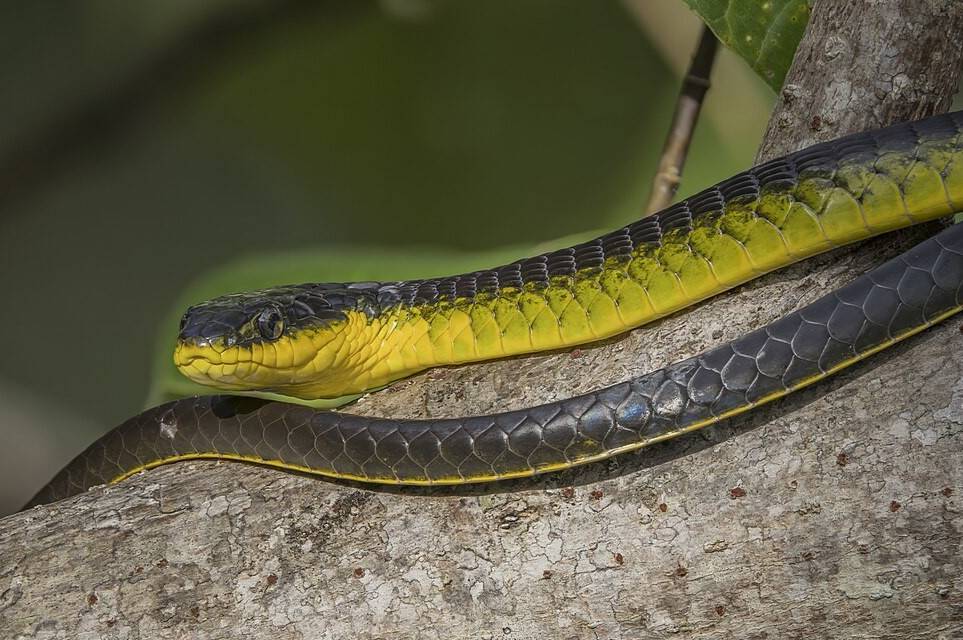 Ular Kolubrid