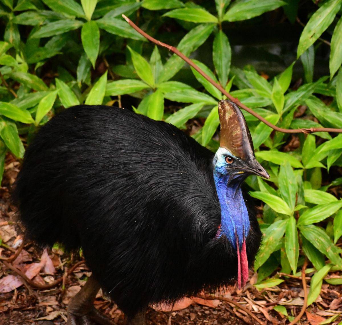 Burung dengan Waktu Mengeram Telur Terlama