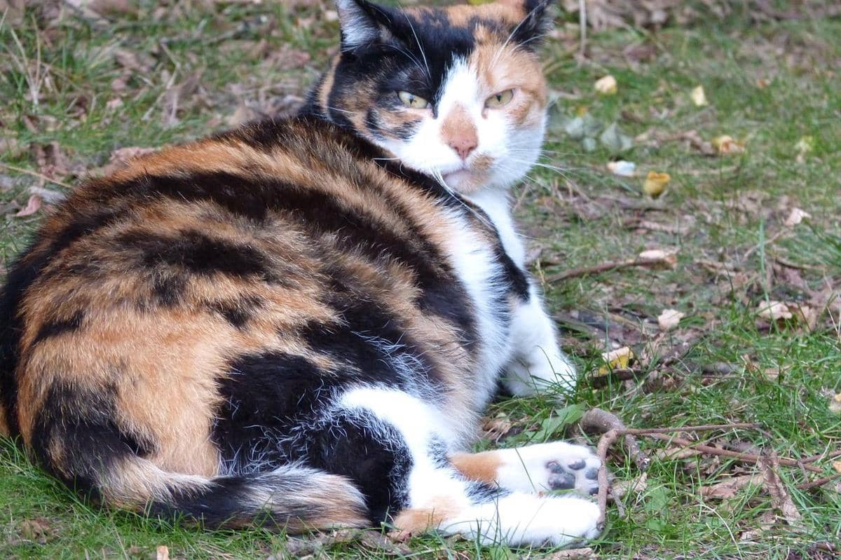 ilustrasi kucing hamil