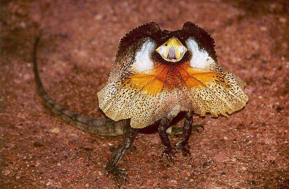 Reptil Tercerdas