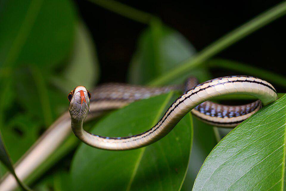 ular tambang di atas dahan pohon (commons.wikimedia.org/Rushen)