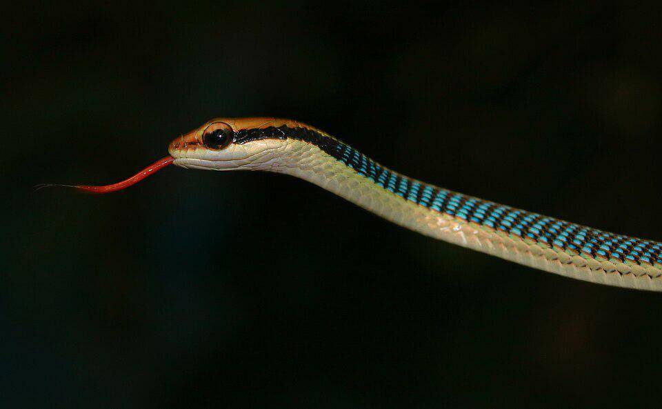 perpaduan warna ular tambang yang menarik (commons.wikimedia.org/Noah Kirkland)