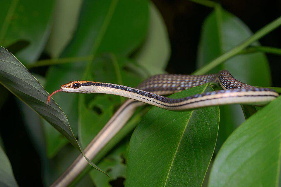 Berkat penampilan yang menawan, ular tambang dapat jadi reptil peliharaan yang disukai di terarium. (commons.wikimedia.org/Rushenb)