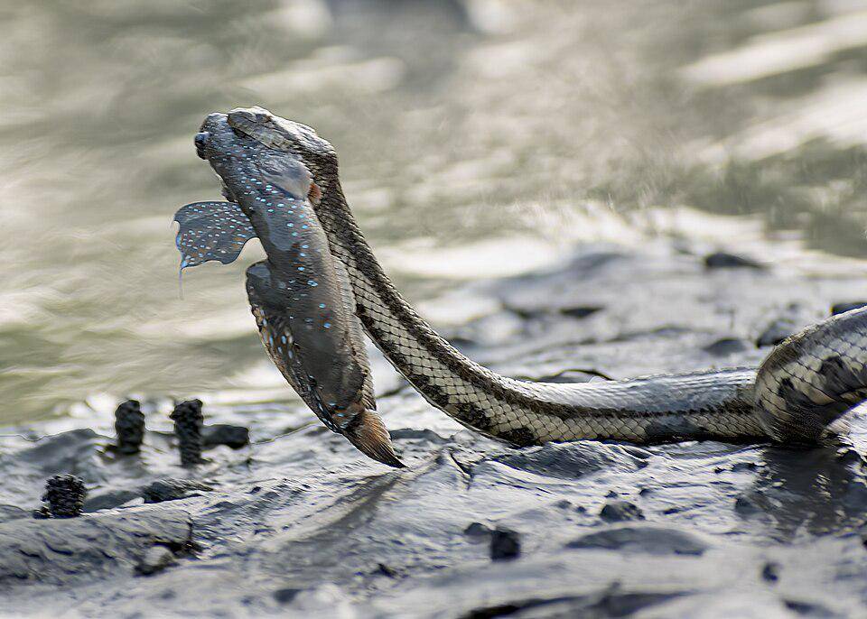 ular tambak menangkap ikan mudskipper (commons.wikimedia.org/MD sajjad hossain)