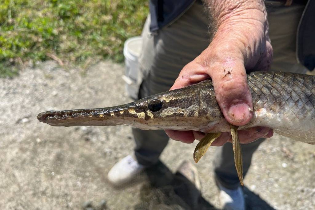 Gar Florida