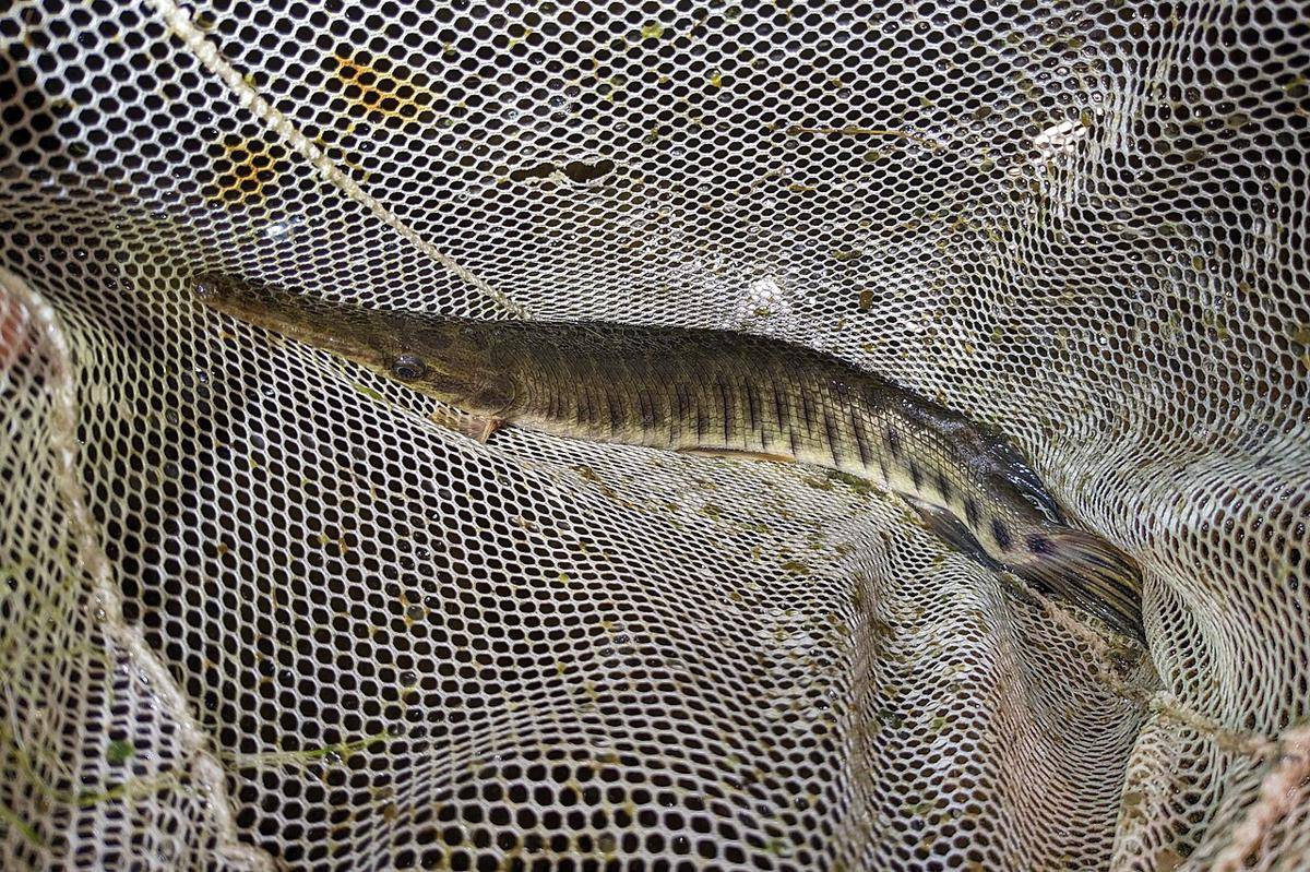 Gar Florida