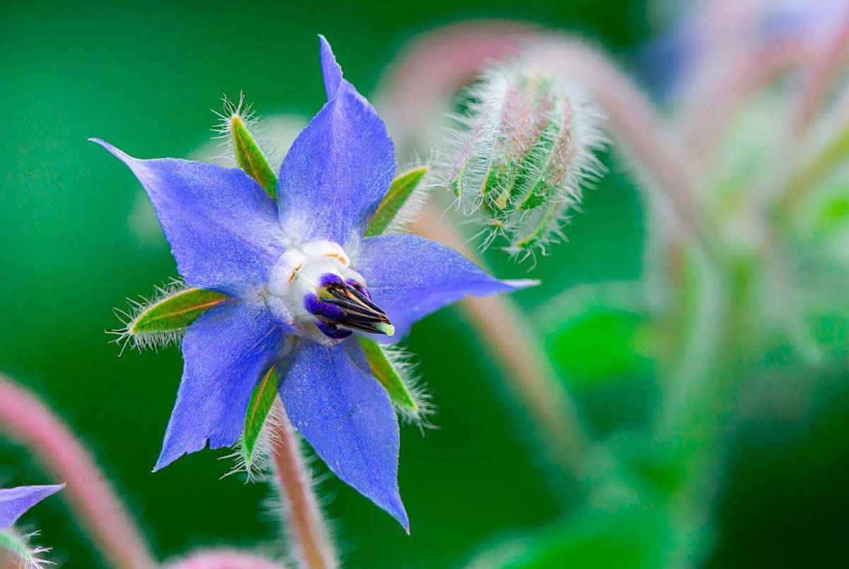 ilustrasi tanaman bunga borage (pexels.com/@coldbeer)