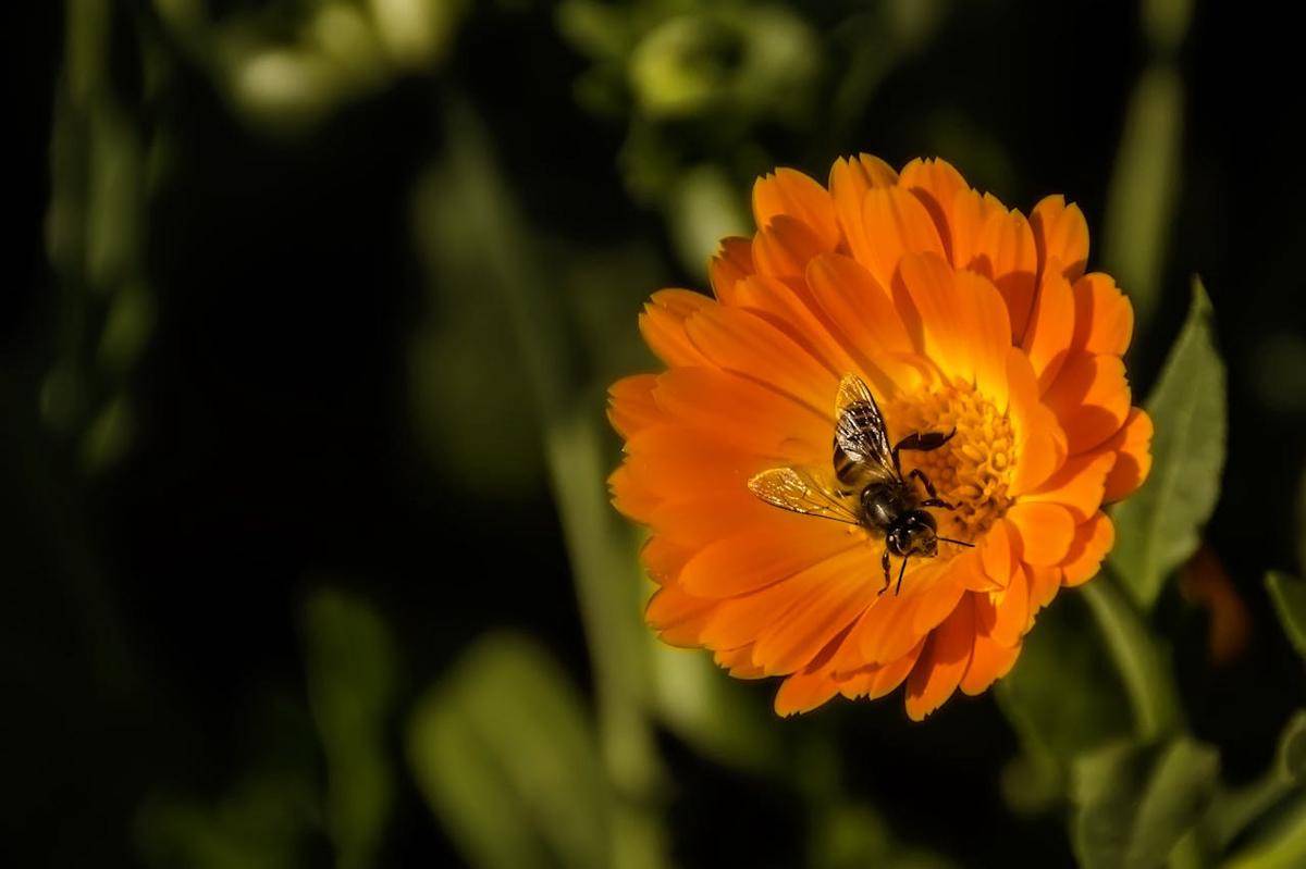ilustrasi tanaman bunga calendula (pexels.com/Pixabay)