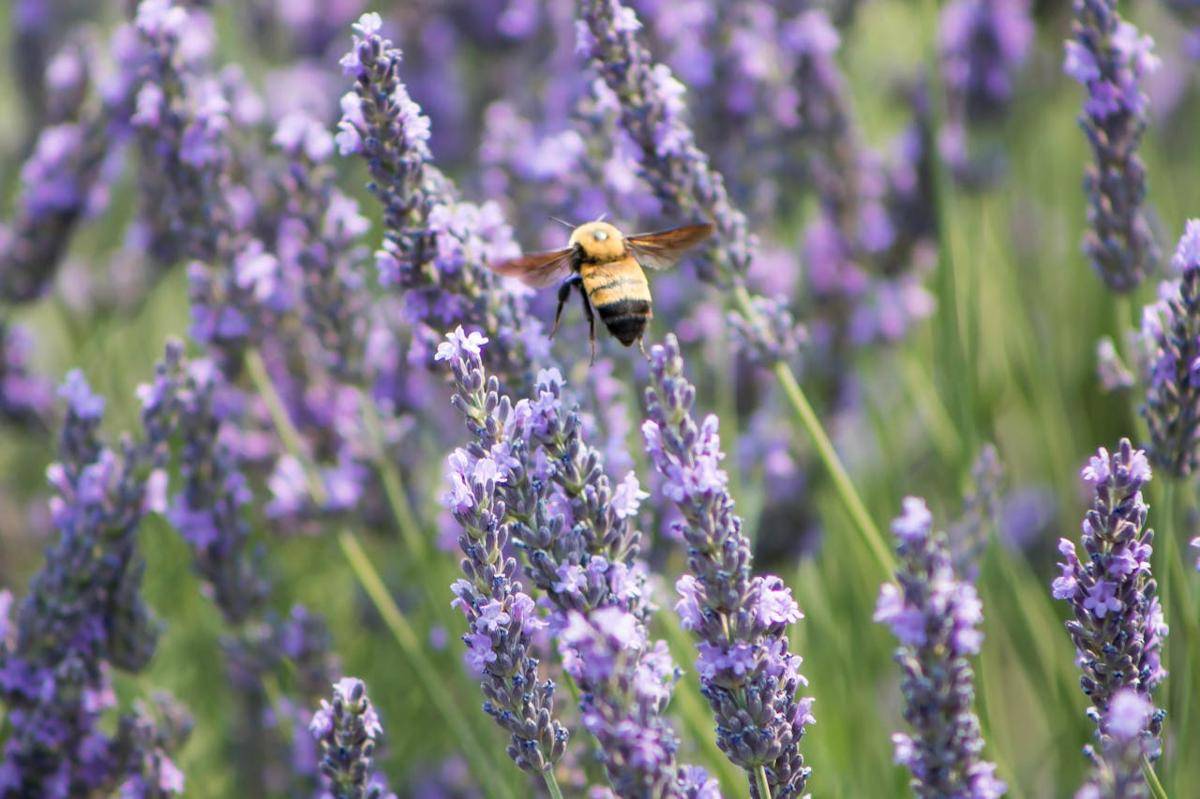 ilustrasi tanaman bunga lavender (pexels.com/Norja Vanderelst)